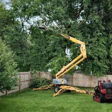 Best Tree Health Inspection  in Elsa, TX