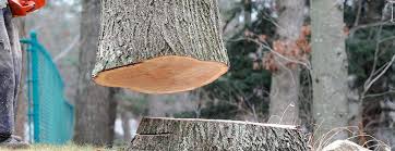 Elsa, TX Tree Services Company