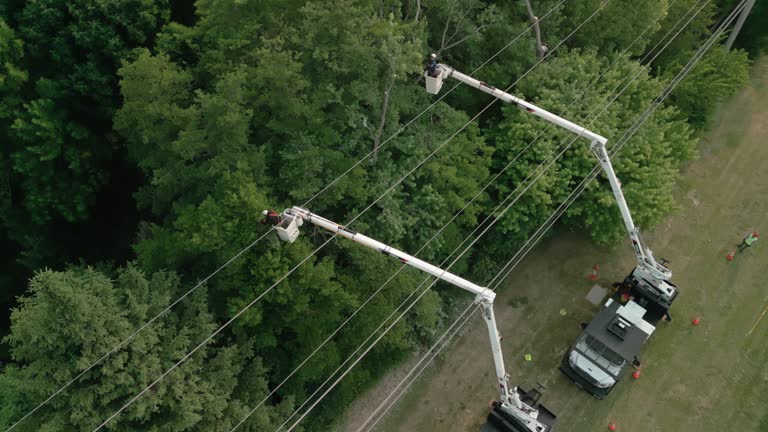 Best Tree Cabling and Bracing  in Elsa, TX